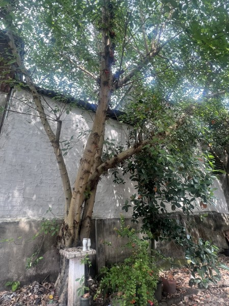 CHO THUÊ NHÀ NGUYÊN CĂN CHÍNH CHỦ
