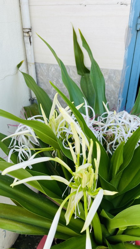 Tấn Tài