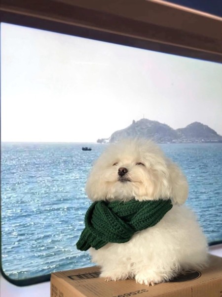 Cường