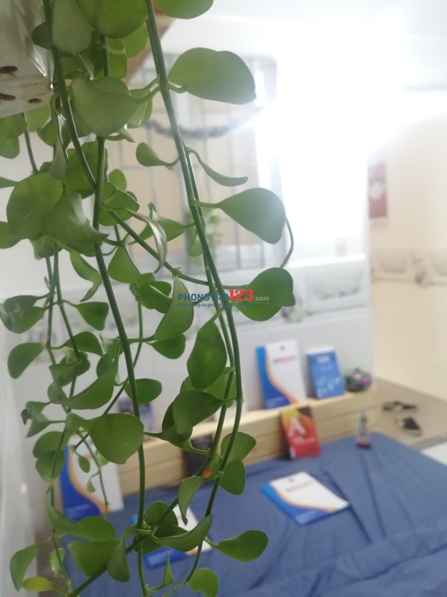 Căn hộ mini mới xây, sạch sẽ, thoáng mát Nguyễn Oanh