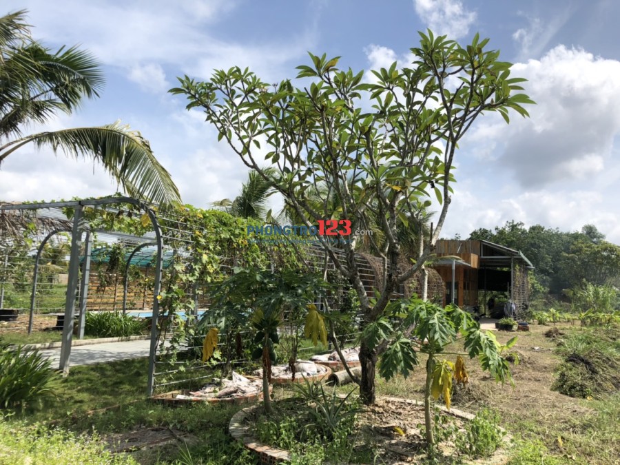 Cho thuê nhà vườn xã Phước Hiệp, Củ Chi rộng khoảng 10.000m2, giá 10tr/tháng. LH: A Duy