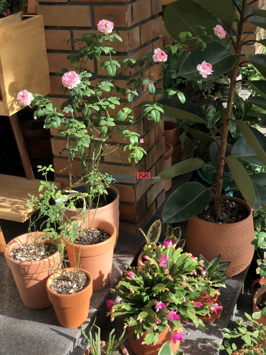 Phòng share đầy đủ tiện nghi, view sân vườn | góc Sài Gòn Pearl, Bình Thạnh