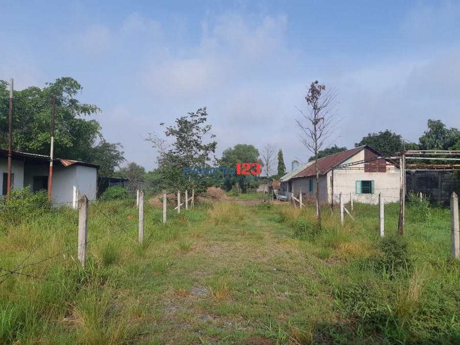 Chính chủ cho thuê khu đất 3682m2 có thể xây dựng gần TL8 Xã Hòa Phú Củ Chi