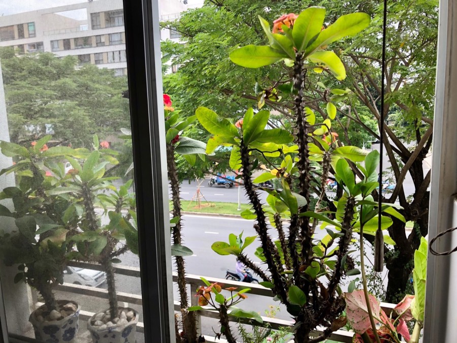 Cho thuê Căn hộ Mỹ Khang, Phú Mỹ Hưng, Quận 7.