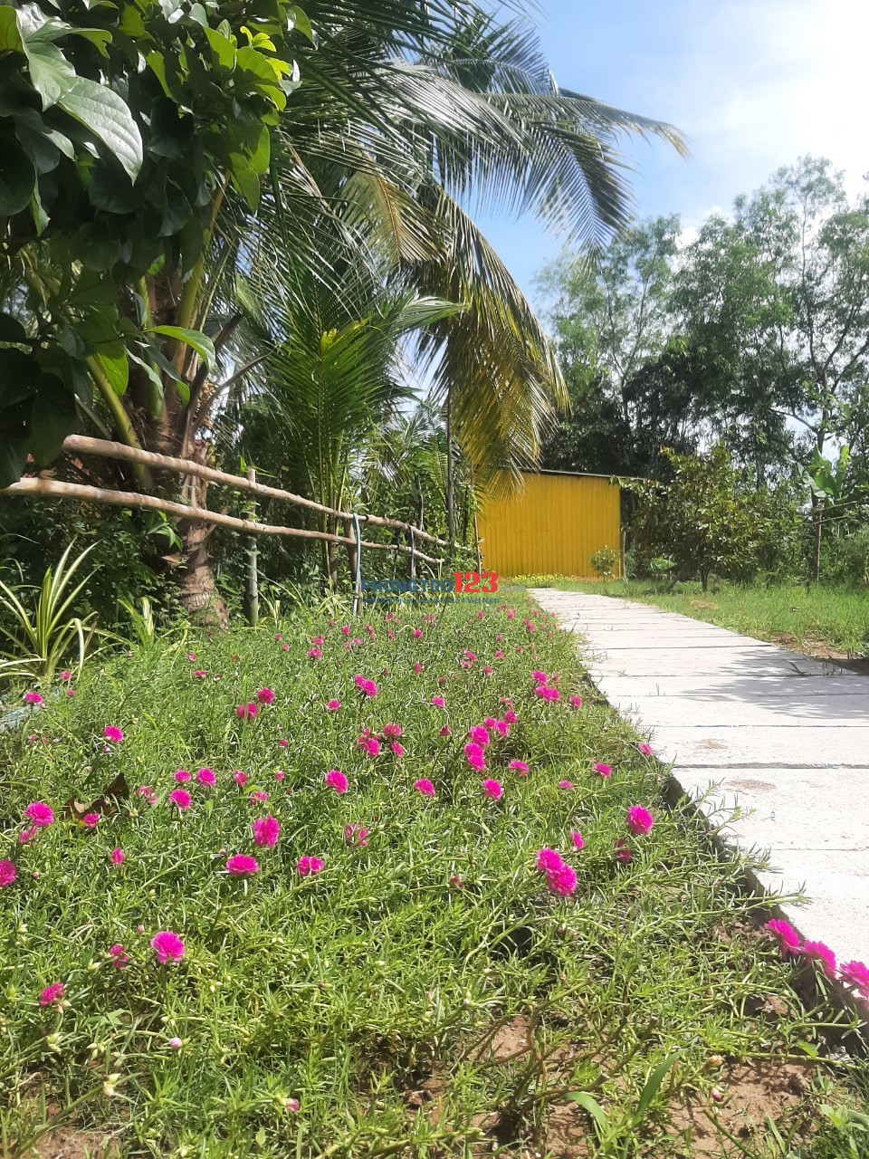 Nhà ở view ao sen lý tưởng, có sân vườn, an ninh yên tĩnh gần bến xe bus Hưng Long, Bình Chánh cho thuê