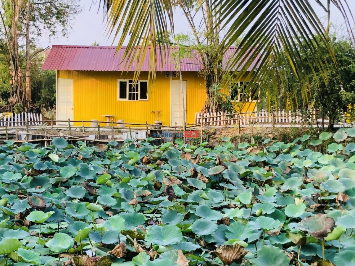 Nhà ở view ao sen lý tưởng, có sân vườn, an ninh yên tĩnh gần bến xe bus Hưng Long, Bình Chánh cho thuê