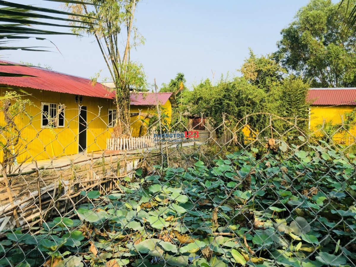 Nhà ở view ao sen lý tưởng, có sân vườn, an ninh yên tĩnh gần bến xe bus Hưng Long, Bình Chánh cho thuê