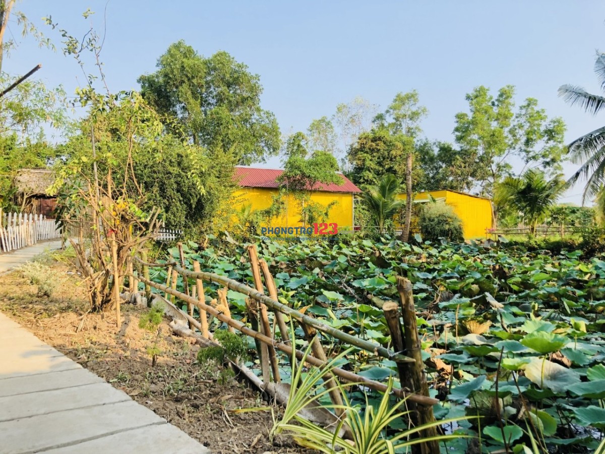 Nhà ở view ao sen lý tưởng, có sân vườn, an ninh yên tĩnh gần bến xe bus Hưng Long, Bình Chánh cho thuê