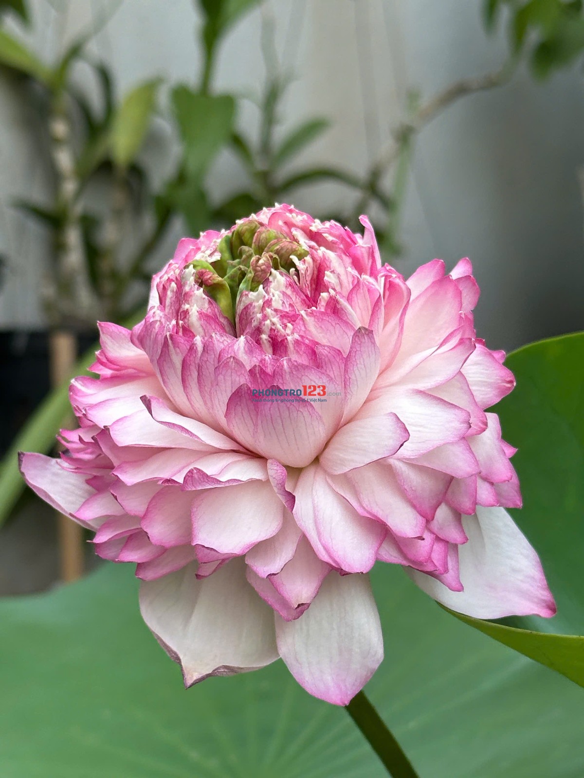 HOT!!!!!!! Cho thuê phòng trọ 25m2 - Gác Xép - Gần Chợ - 1triệu8 - Tân Khai - Vĩnh Hưng
