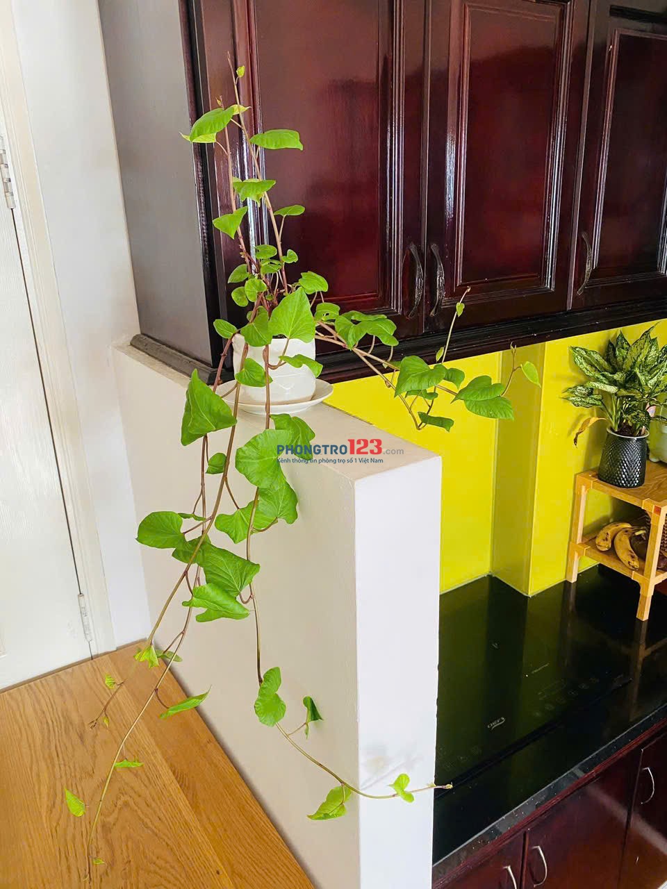 Chung cư Hoa Sư, P7, Phú Nhuận: 50m2, 1pn, nội thất, 8tr/th
