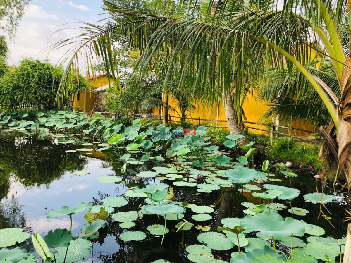 Nhà trọ homestay view ao sen cực chill, có nội thất gần bxe bus Hưng Long