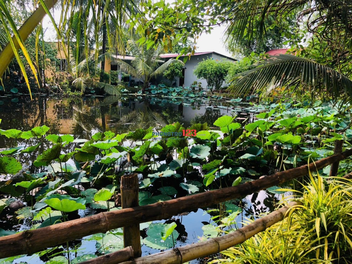 Nhà trọ homestay view ao sen cực chill, có nội thất gần bxe bus Hưng Long