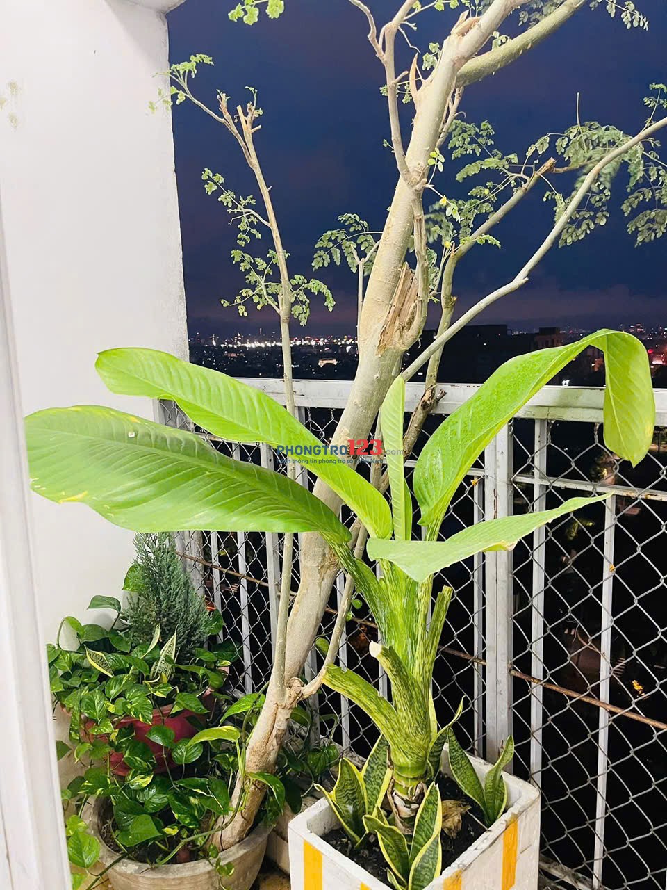 Chung cư Ruby Garden, Nguyễn Sỹ Sách, TB: 10tr/th, 2p ngủ, full nội thất mới