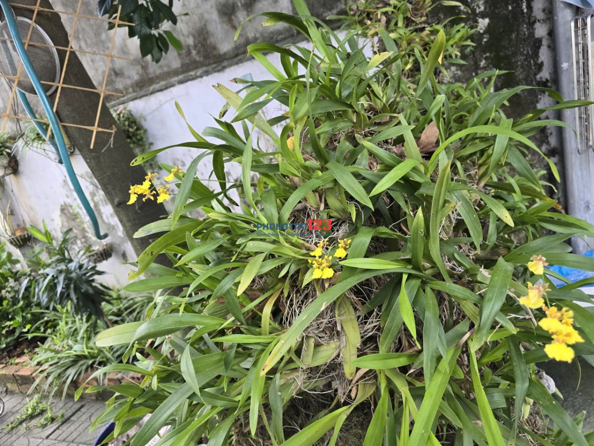 Cần cho thuê nhà cấp 4 có sân đậu xe hơi và sân vườn rộng rãi