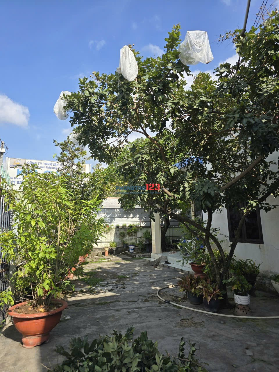 Cần cho thuê nhà cấp 4 có sân đậu xe hơi và sân vườn rộng rãi