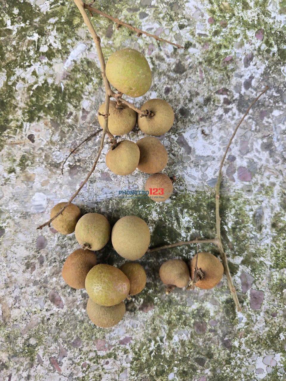 Cần cho thuê nhà cấp 4 có sân đậu xe hơi và sân vườn rộng rãi