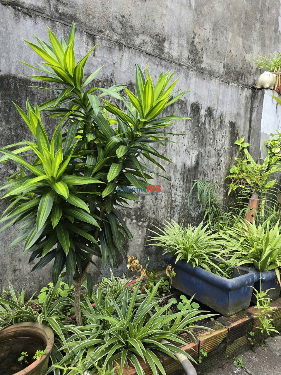 Cần cho thuê nhà cấp 4 có sân đậu xe hơi và sân vườn rộng rãi