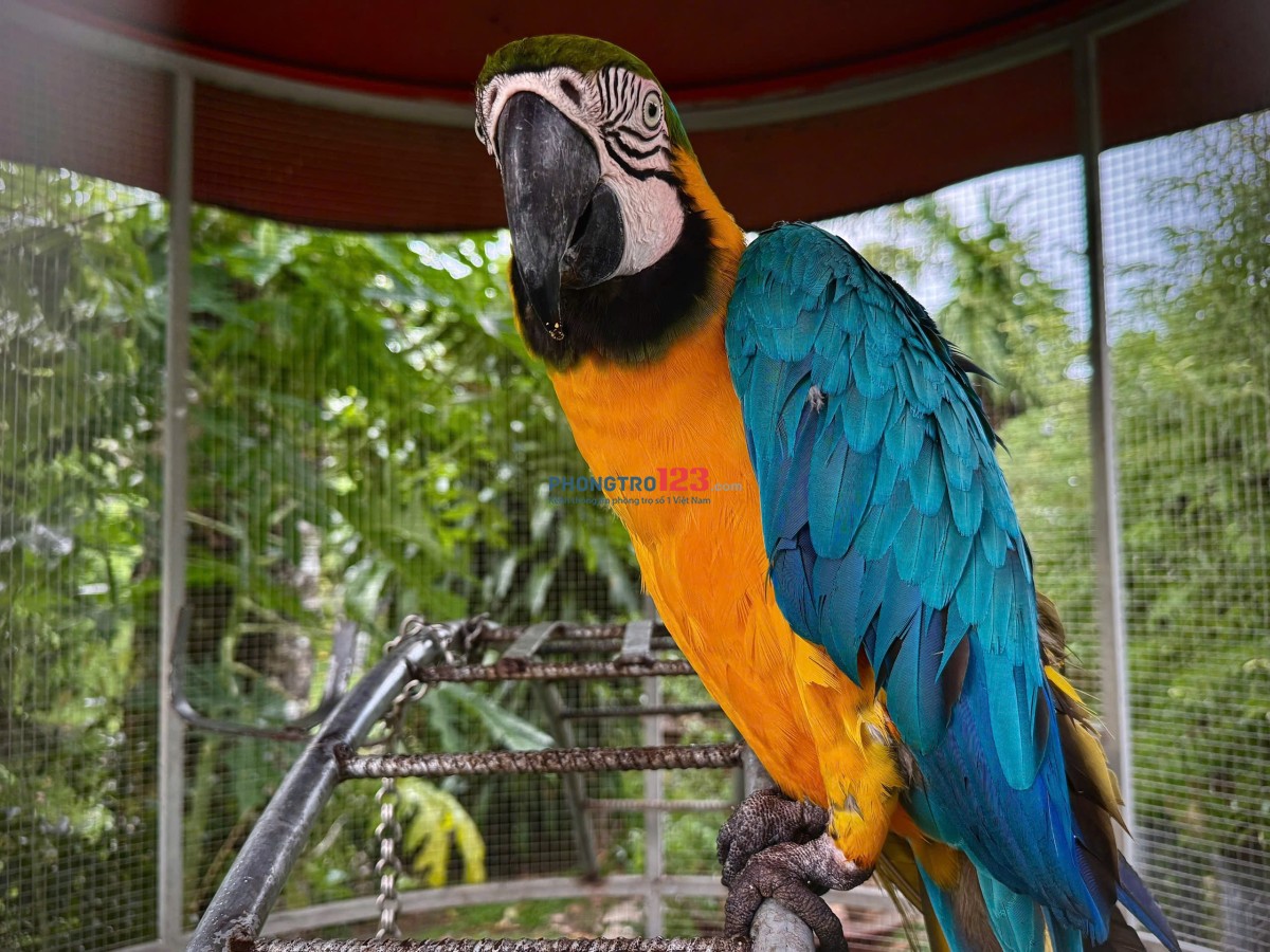 CHO THUÊ PHÒNG RIÊNG TRONG VILLA TẠI CỦ CHI - GIÁ TRỌN GÓI