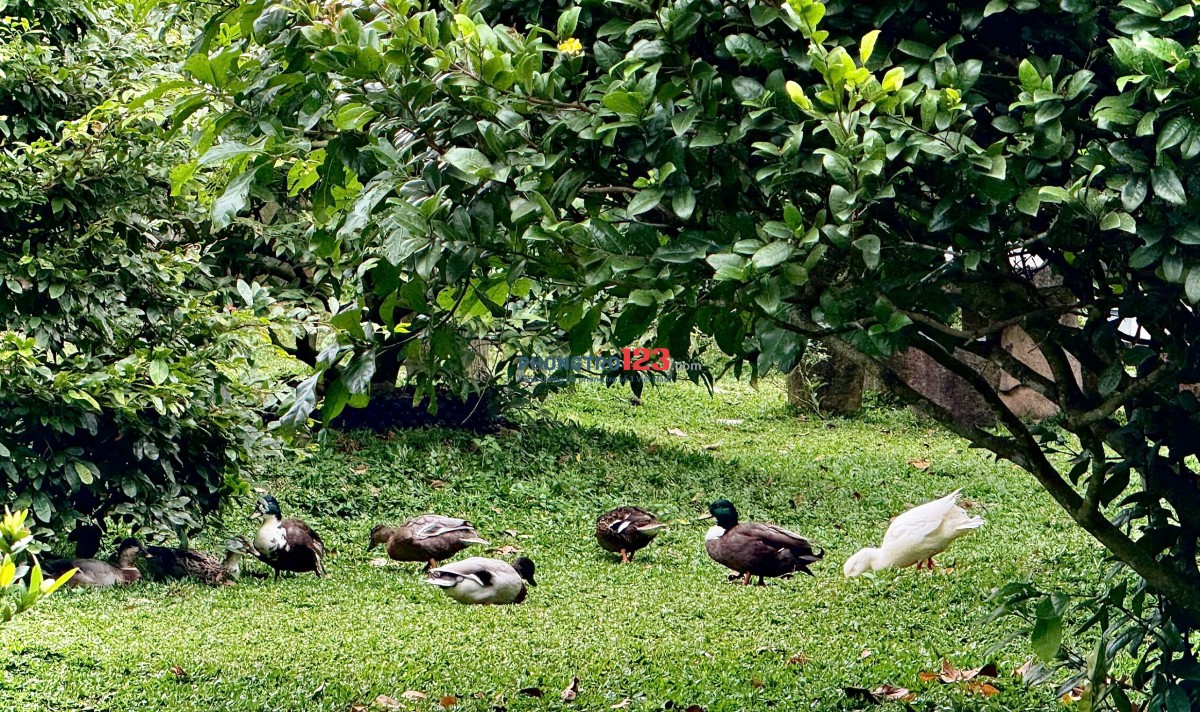 CHO THUÊ PHÒNG RIÊNG TRONG VILLA TẠI CỦ CHI - GIÁ TRỌN GÓI