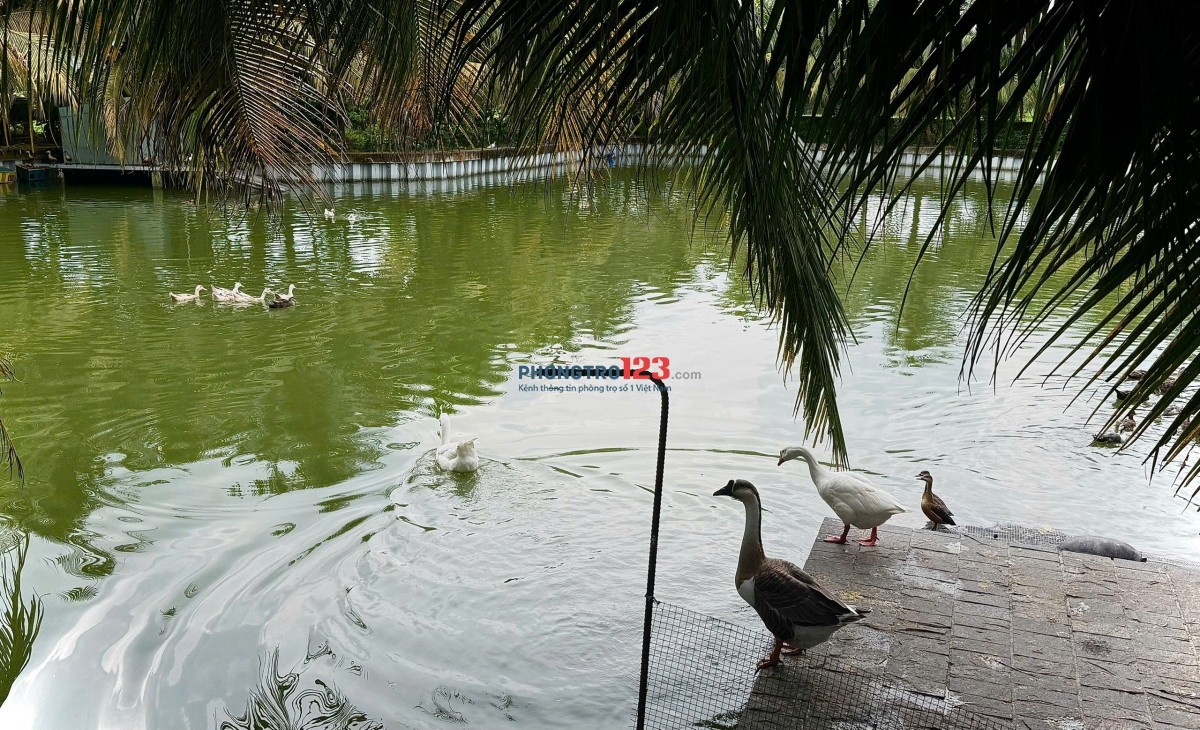 CHO THUÊ PHÒNG RIÊNG TRONG VILLA TẠI CỦ CHI - GIÁ TRỌN GÓI