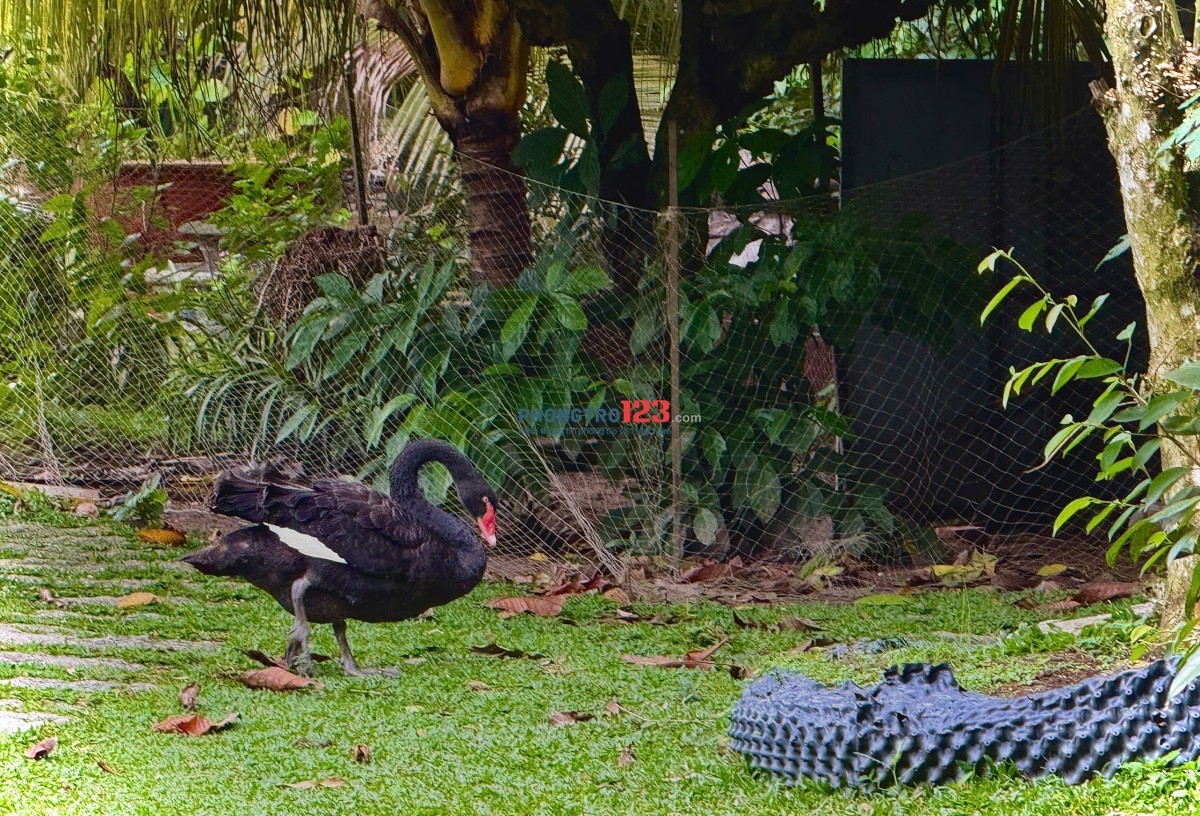 CHO THUÊ PHÒNG RIÊNG TRONG VILLA TẠI CỦ CHI - GIÁ TRỌN GÓI