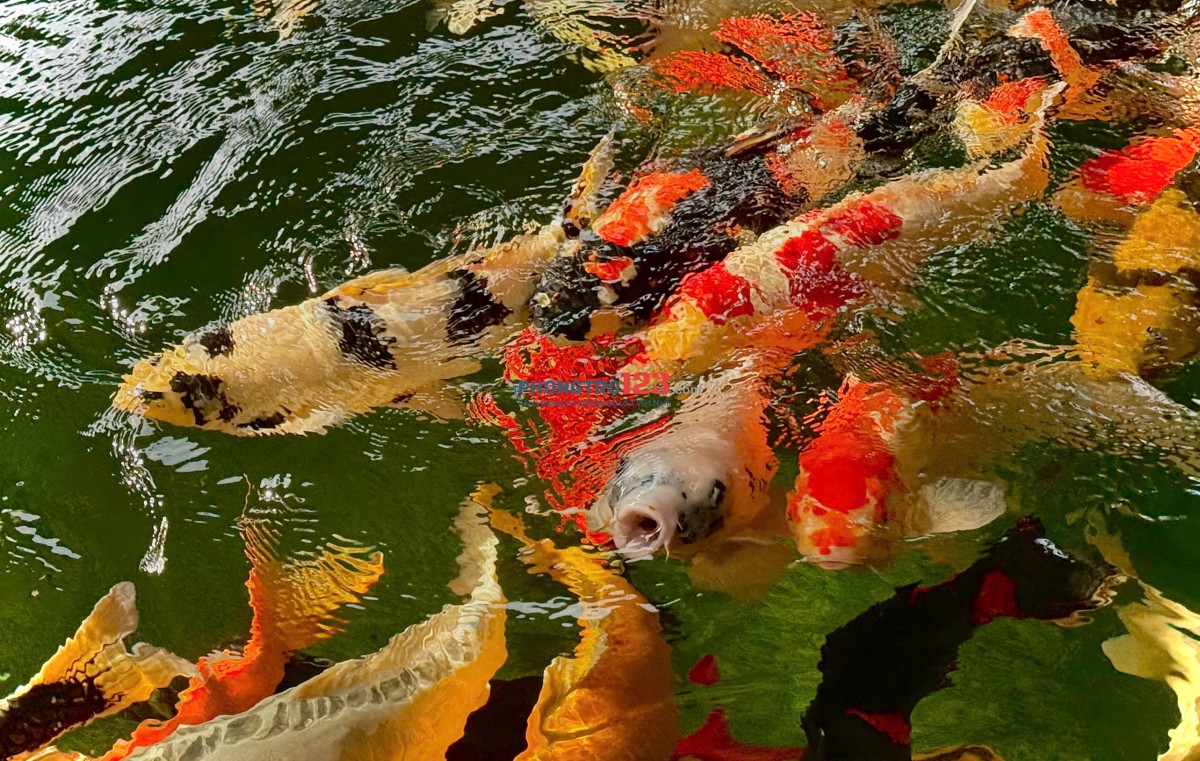 CHO THUÊ PHÒNG RIÊNG TRONG VILLA TẠI CỦ CHI - GIÁ TRỌN GÓI