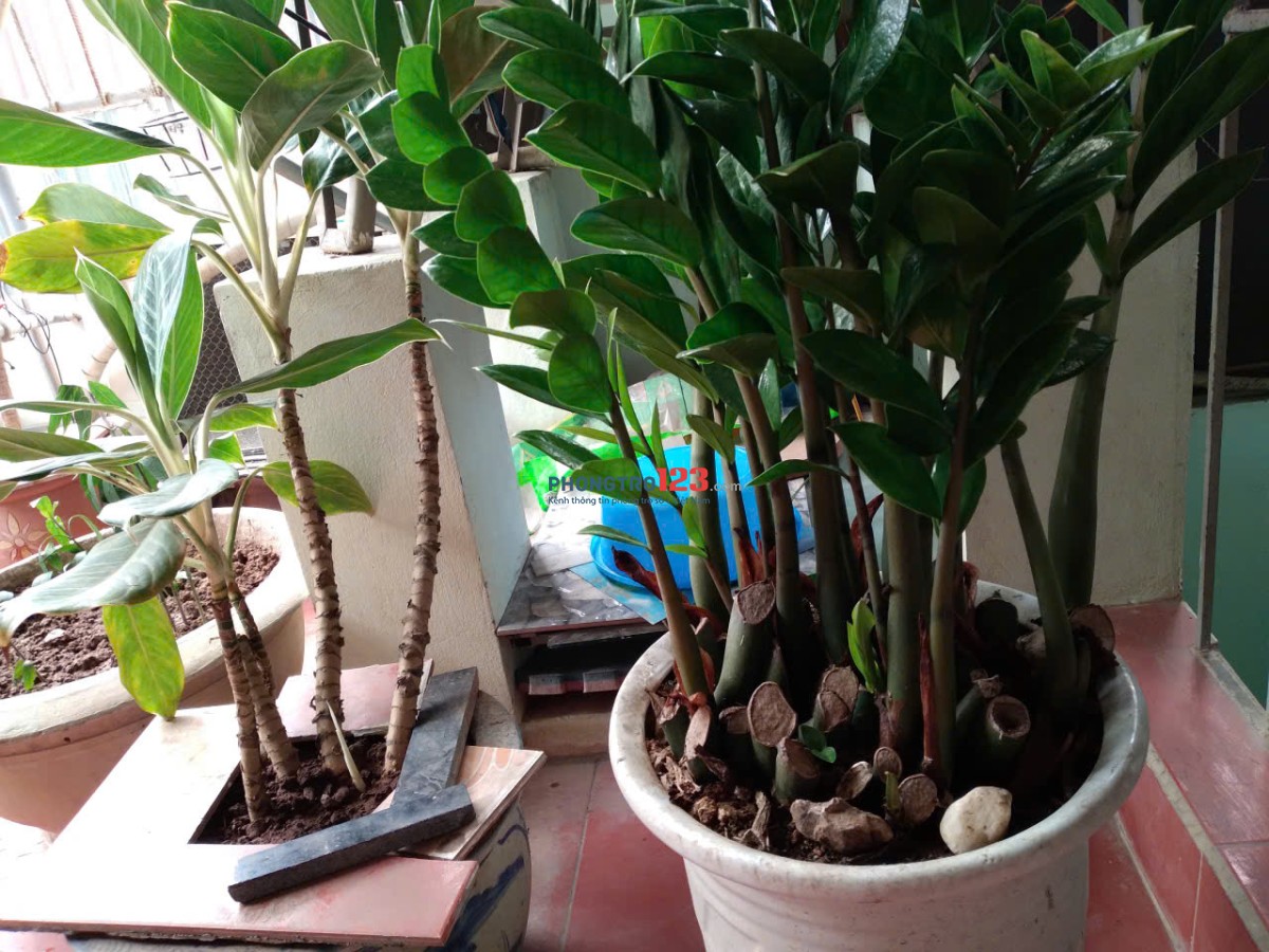 HOMESTAY MÙA THU HÀ NỘI – CHO THUÊ PHÒNG TẠI TRƯỜNG CHINH GẦN NGÃ TƯ SỞ & TÔN THẤT TÙNG