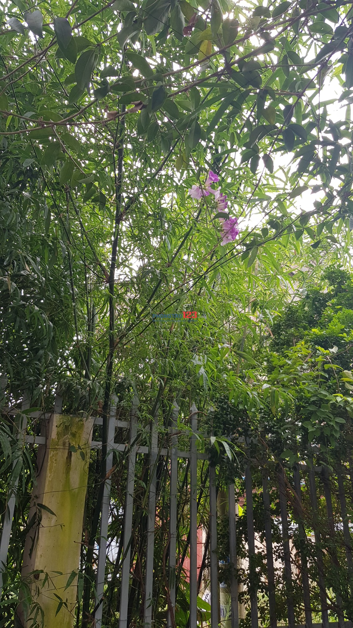 Cho thuê căn hộ mini trung tâm SG, khu an ninh, có sân vườn thoáng mát